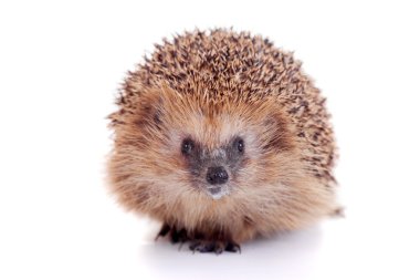European hedgehog on white background clipart