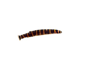 akvaryum balık myers sümüklü loach beyaz
