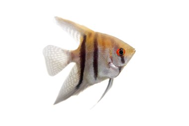 Angelfish in profile on white clipart