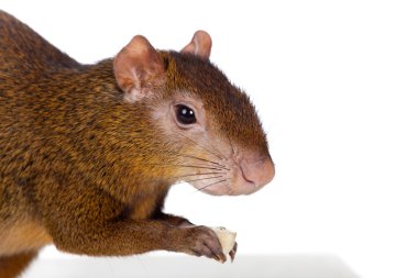 Central American agouti on white clipart