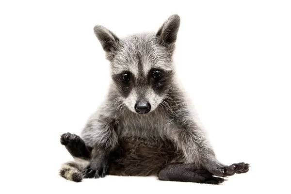 Mapache bebé sobre fondo blanco — Foto de Stock