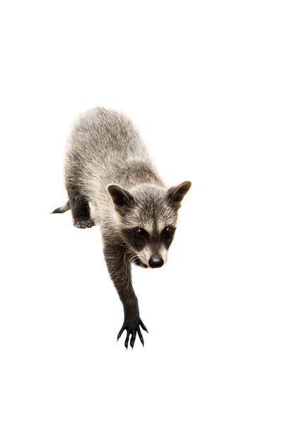 Baby raccoon on white background — Stock Photo, Image