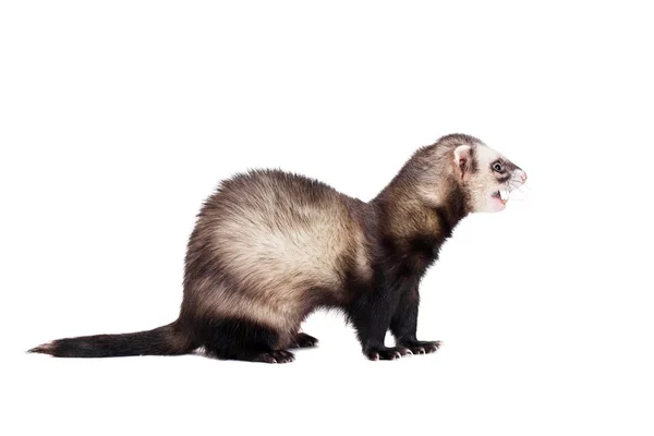 Ferret on white background — Stock Photo, Image