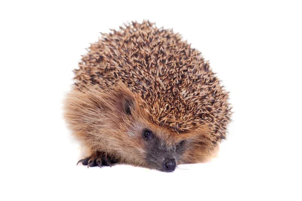 European hedgehog on white background — Stock Photo, Image