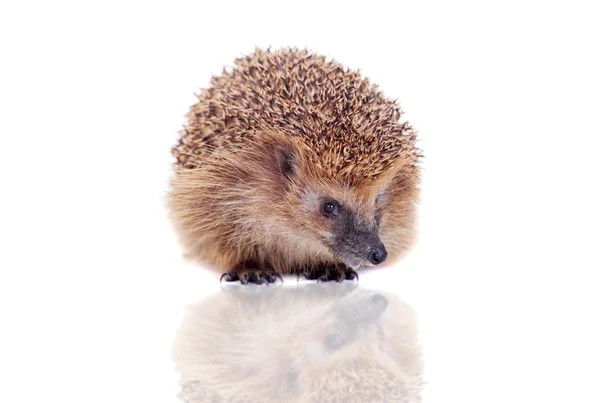 European hedgehog on white background — Stock Photo, Image