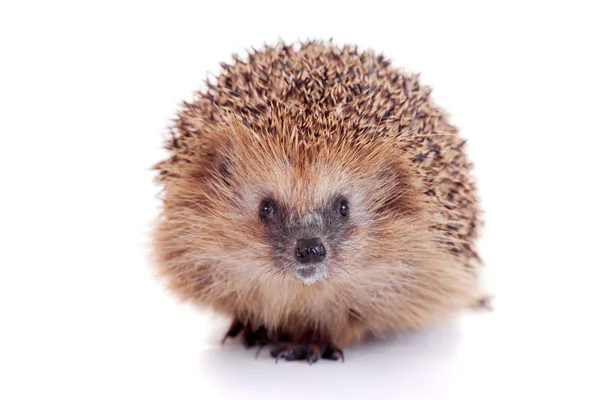 European hedgehog on white background — Stock Photo, Image