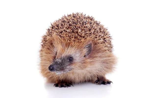 European hedgehog on white background — Stock Photo, Image