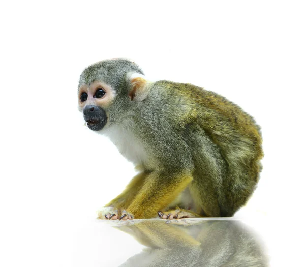 Common squirrel monkey on white — Stock Photo, Image