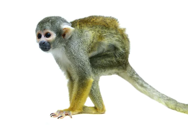 Macaco-esquilo comum no branco — Fotografia de Stock