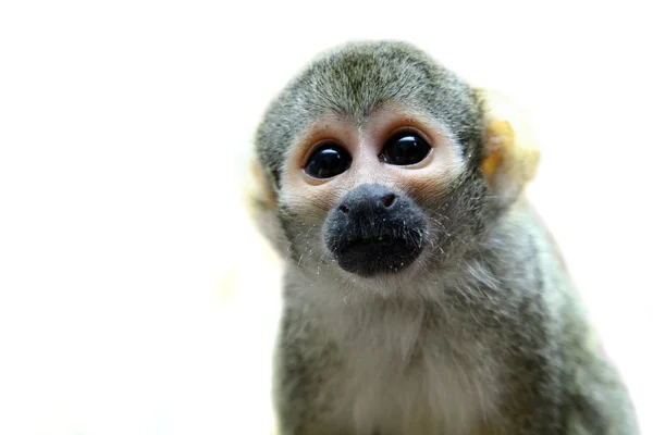 Звичайна білка мавпи на білому — стокове фото