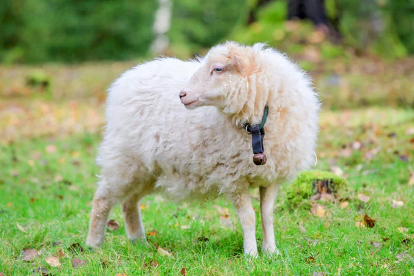 Kääpiö valkoinen lammas metsässä — kuvapankkivalokuva