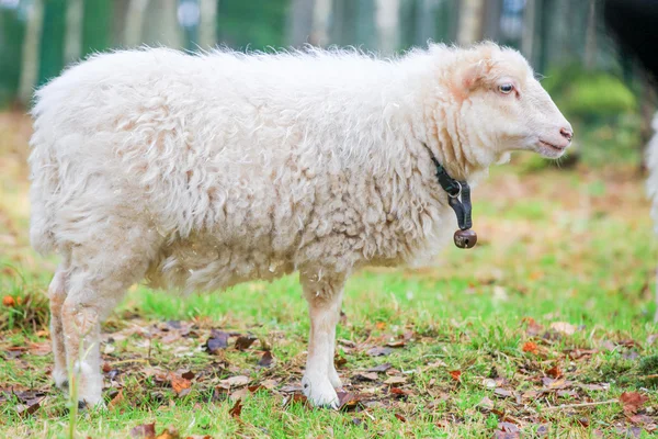 Moutons blancs nains dans la forêt — Photo