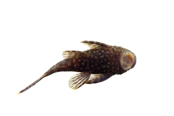Акваріумні риби Анциструс звичайний на білому — стокове фото