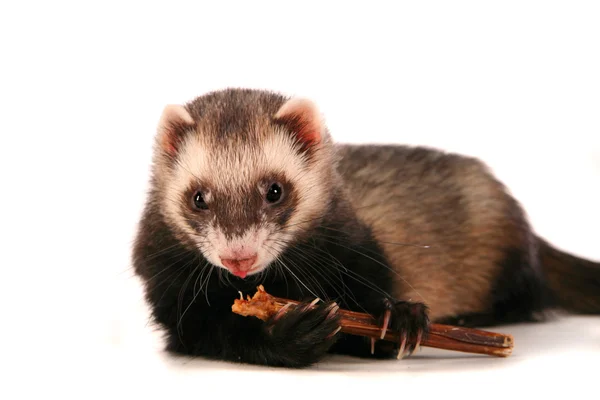 Ferret on white background — Stock Photo, Image