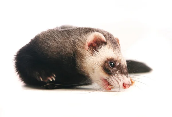 Ferret on white background — Stock Photo, Image