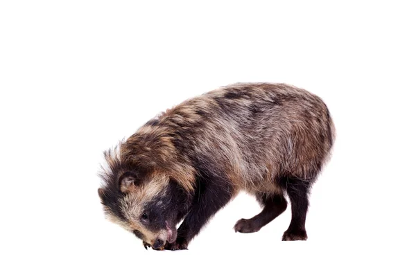 Raccoon Dog on white background — Stock Photo, Image