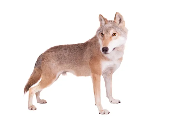 Steppe wolf on white — Stock Photo, Image