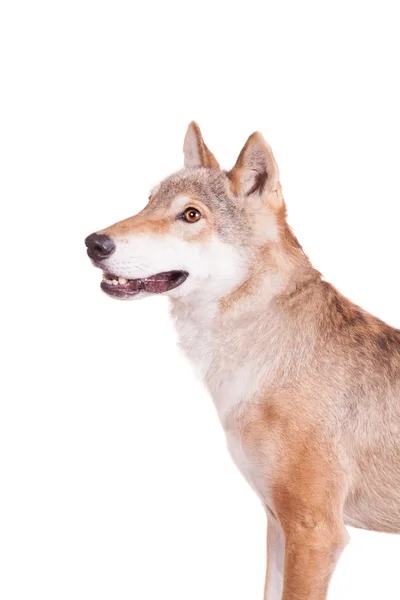 Steppenwolf auf Weiß — Stockfoto