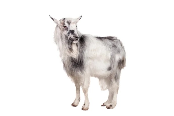 Gray goat on white — Stock Photo, Image