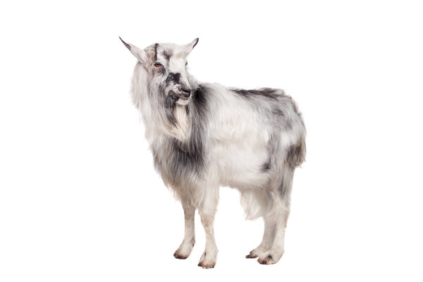 Gray goat on white