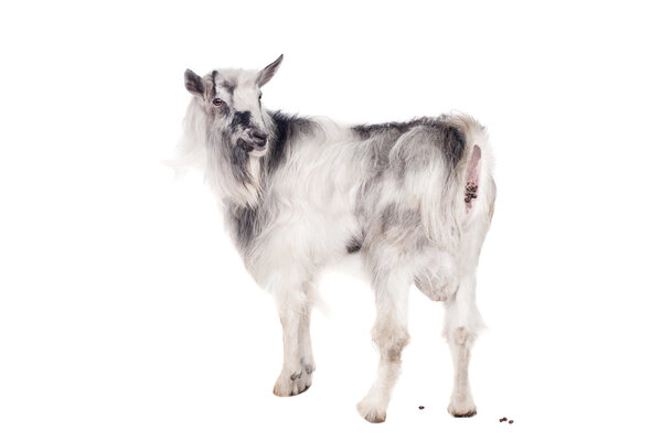 Gray goat on white