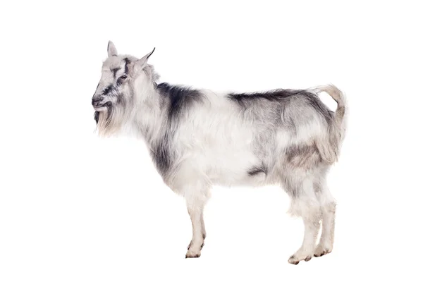 Gray goat on white — Stock Photo, Image