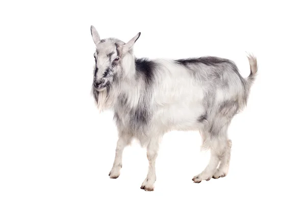 Gray goat on white — Stock Photo, Image