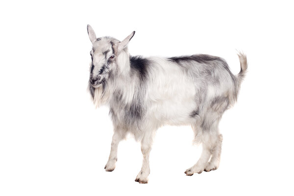 Gray goat on white