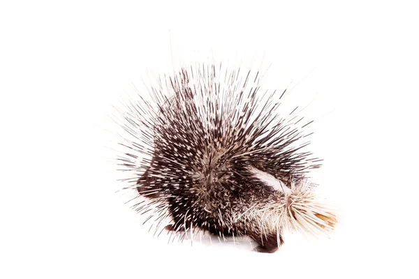 Indiano crista Porcupine em branco — Fotografia de Stock