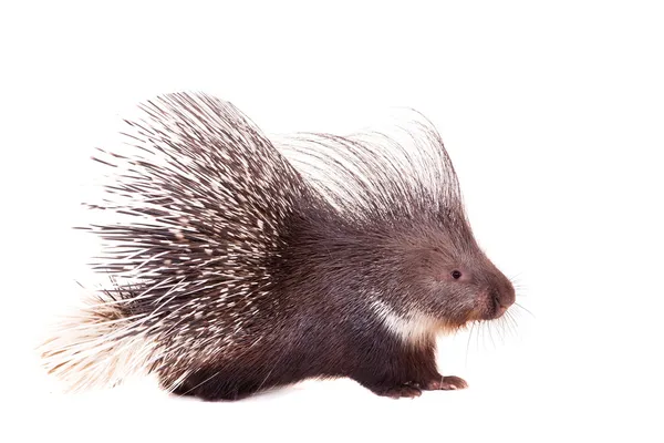 Indiska crested porcupine på vit — Stockfoto