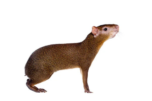 Agouti centroamericano sobre blanco — Foto de Stock