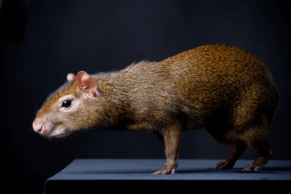 Central American agouti on black — Stock Photo, Image