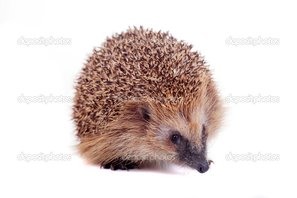 European hedgehog on white background
