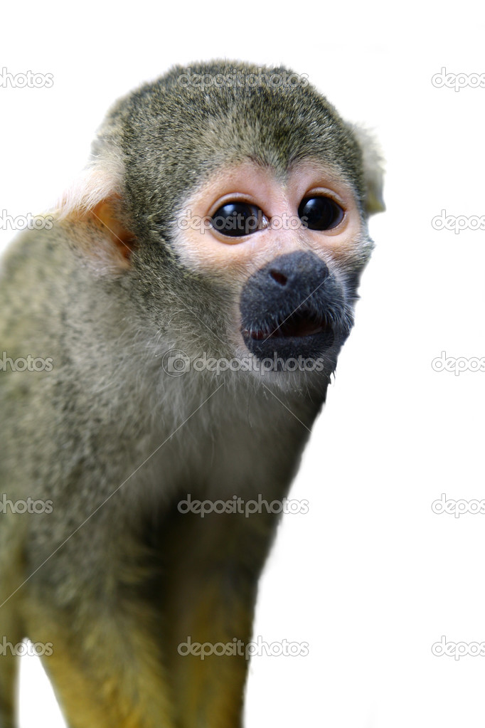 Common squirrel monkey on white