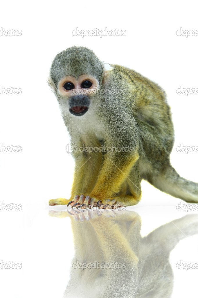 Common squirrel monkey on white