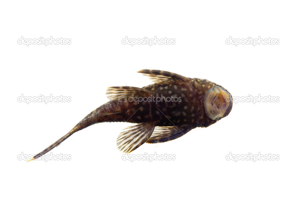 Aquarium Fish Bushymouth catfish on white