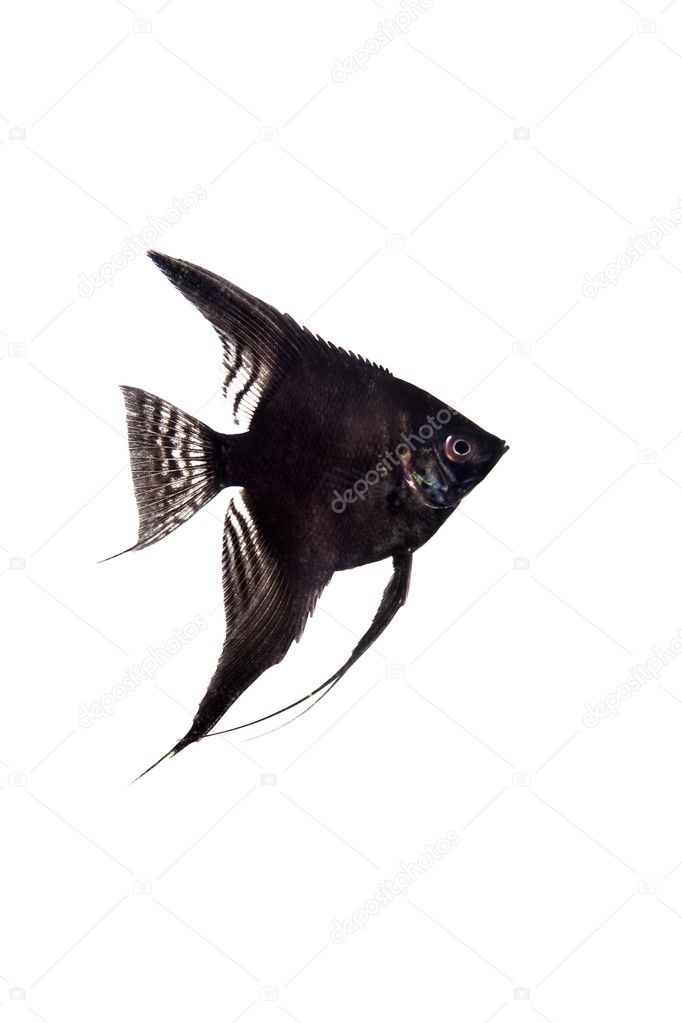 Black angelfish in profile on white background