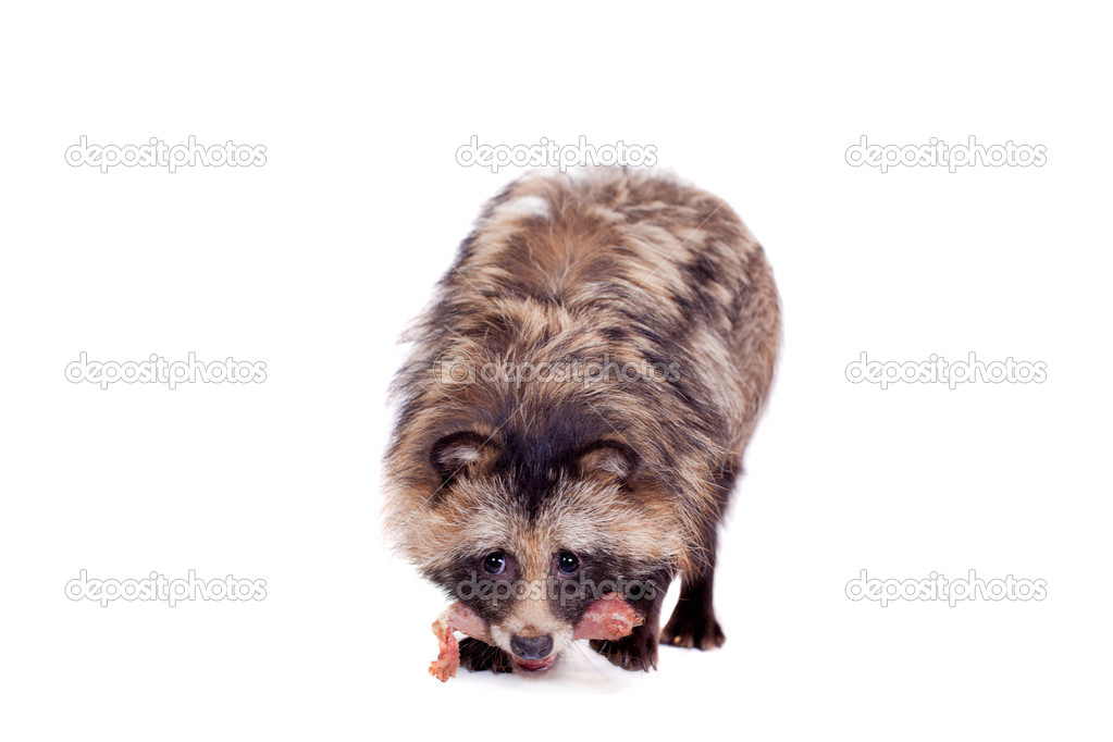 Raccoon Dog on white background