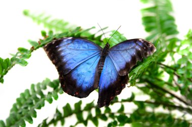 Beautiful Blue Morpho Butterfly clipart