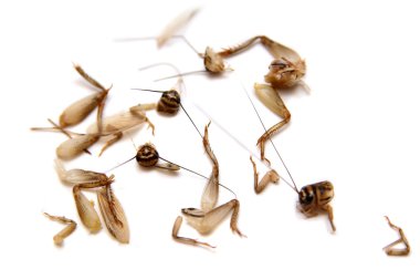 beyaz üzerine çok genel evi kriket