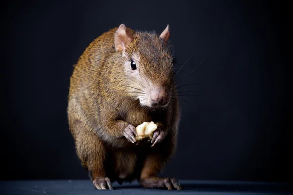 Central American agouti on black — Stock Photo, Image