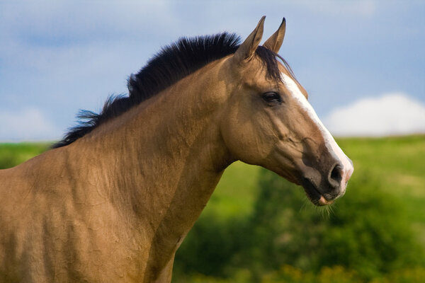 Red bay Arabian horse