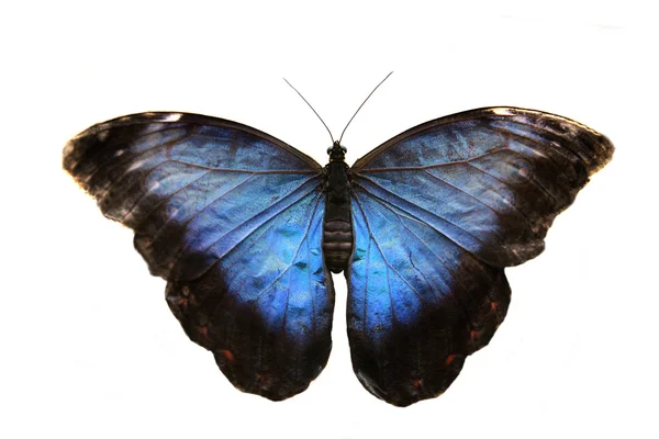 Magnifique papillon Morpho bleu — Photo