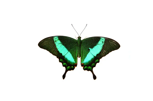 Papilio blumei su bianco — Foto Stock