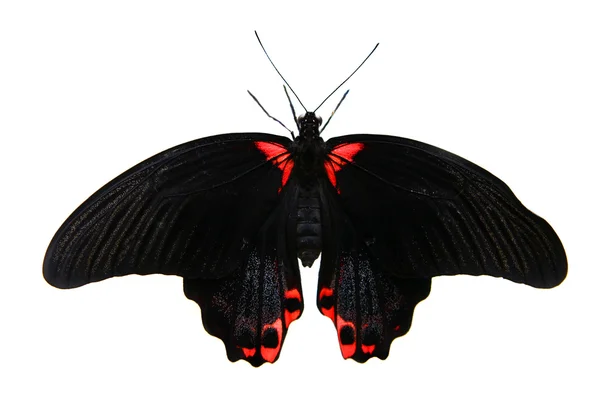 Papilio rumanzovia papillon sur blanc . — Photo