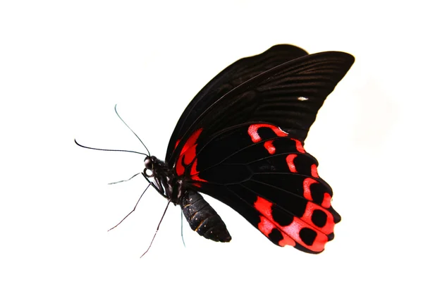 Papilio rumanzovia farfalla su bianco . — Foto Stock