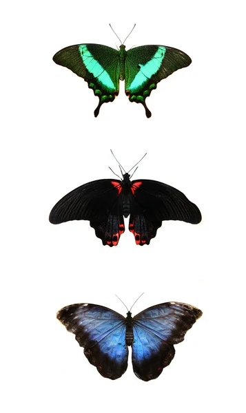 Trois beaux papillons tropicaux — Photo