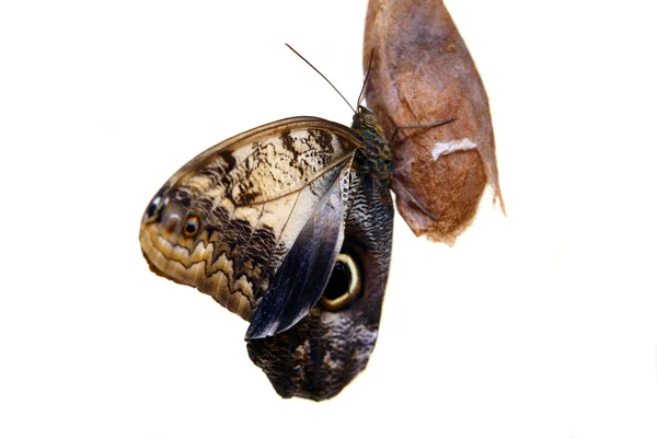 Caligo πεταλούδα eurilochus — Φωτογραφία Αρχείου