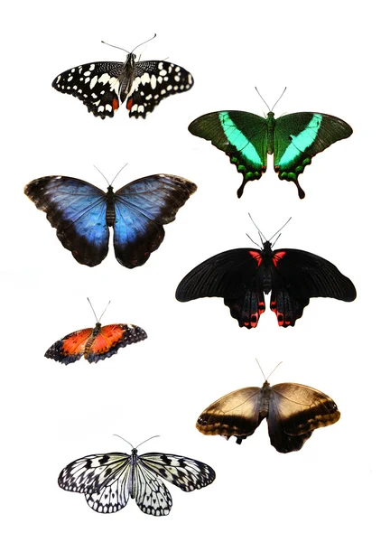 Beaux papillons tropicaux — Photo