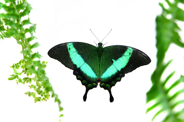 Papilio blumei на белом — стоковое фото